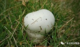 娱乐吃瓜蜀黍医生小说免费阅读,医术高超，瓜田笑谈